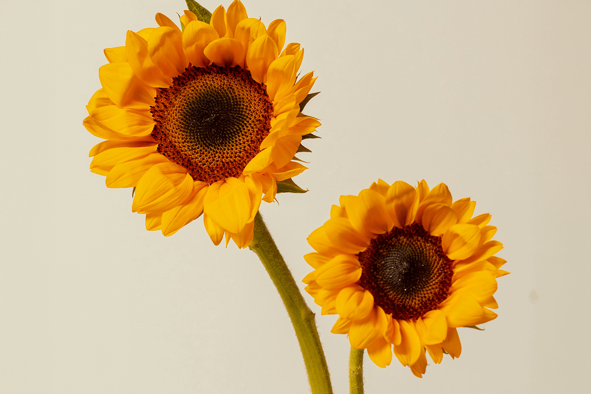 does-sunflower-lecithin-increase-milk-supply